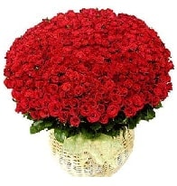 501 adet k�rm�z� g�l aranjman� Ankara online �i�ek g�nderme sipari�