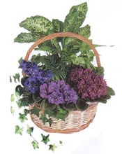 Ankara Sincan Etimesgut Çiçekçi firma ürünümüz karışık saksı çiçeği iç mekan bitkileri süs bitkisi