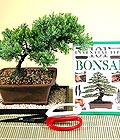 Ankara Sincan Etimesgut Çiçekçi firma ürünümüz Bonsai küçük japon ağacı iç mekan süs bitkisi