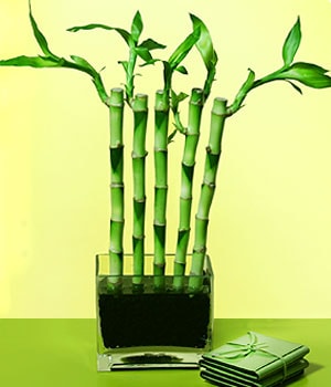 Ankara Sincan Ostim çiçek gönderimi firması ürünümüz  Lucky Bamboo şans meleği çiçeği bambu çiçeği