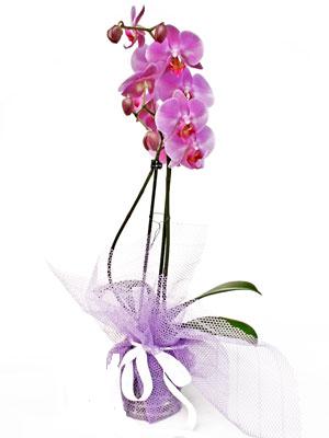 saksı bitkisi 1 dal orkide Özel bir tanzim isteyenler için  