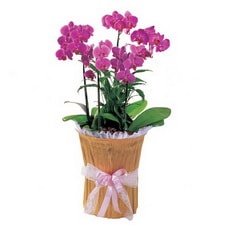 Ankara Sincan çiçek gönder firması şahane ürünümüz iki dal saksı orkide çiçeği bitkisi