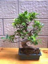 Ankara Sincan Elvankent Çiçekçi firması ürünümüz Bonsai küçük japon ağacı iç mekan süs bitkisi