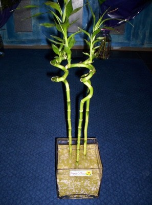 Ankara Sincan çiçek gönder firmamızdan görsel ürün Lucky Bamboo şans meleği çiçeği bambu çiçeği