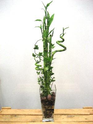 Ankara Sincan çiçek yolla dükkanımızdan Lucky Bamboo şans meleği çiçeği bambu çiçeği