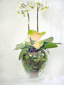Ankara Sincan Sincan fatih Çiçekçi firması ürünümüz 1 dal saksı orkide çiçeği iç mekan süs bitkisi
